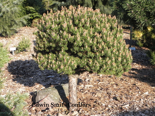 Pinus mugo 'Minima Kalous'